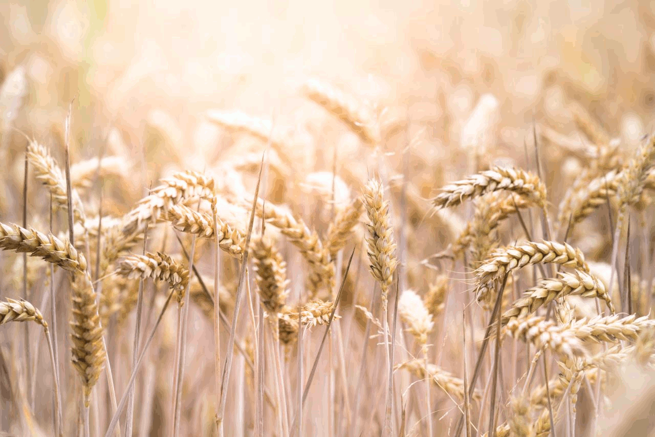 Wonen in landelijk Alberta