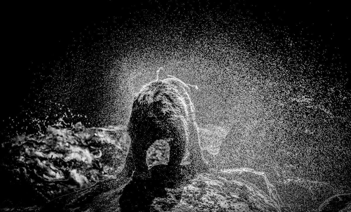 Kamperen in Canada – Deel 3: Bear safety